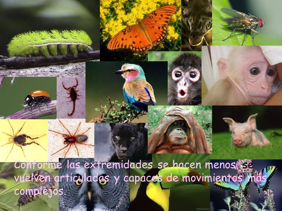 Conforme las extremidades se hacen menos, se vuelven articuladas y capaces de movimientos más complejos.