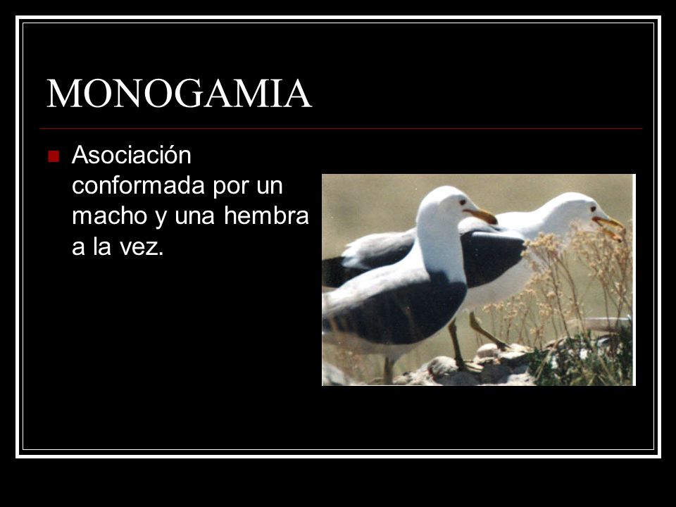 MONOGAMIA Asociación conformada por un macho y una hembra a la vez.