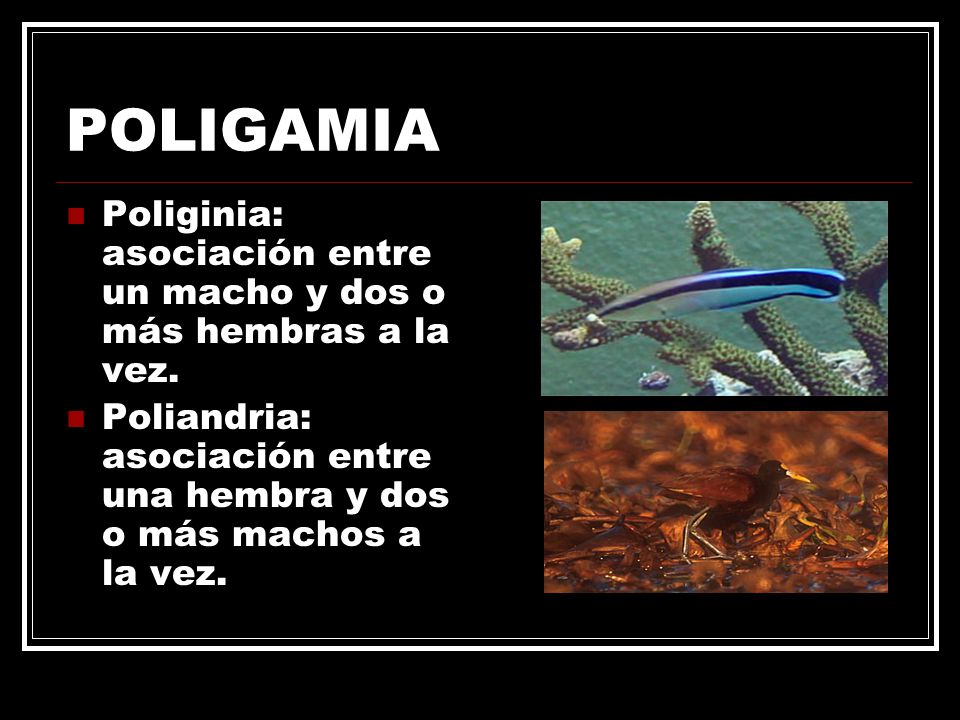 POLIGAMIA Poliginia: asociación entre un macho y dos o más hembras a la vez.