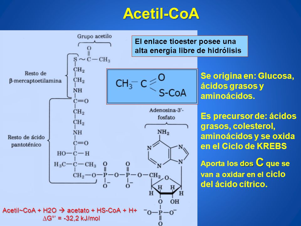 Acetil-CoA Se origina en: Glucosa, ácidos grasos y aminoácidos.