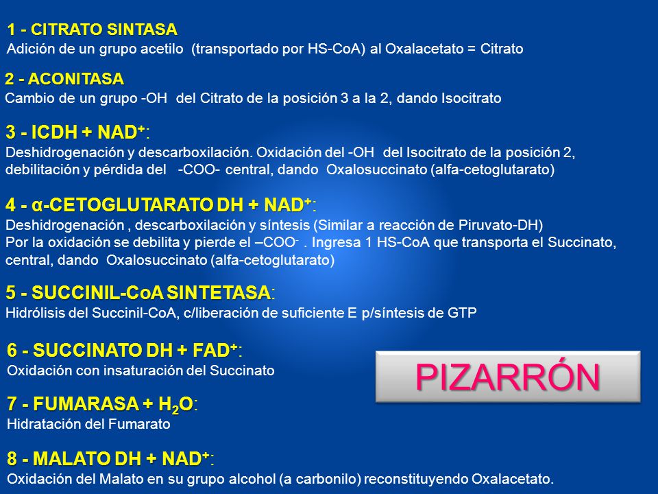 PIZARRÓN 3 - ICDH + NAD+: 4 - α-CETOGLUTARATO DH + NAD+: