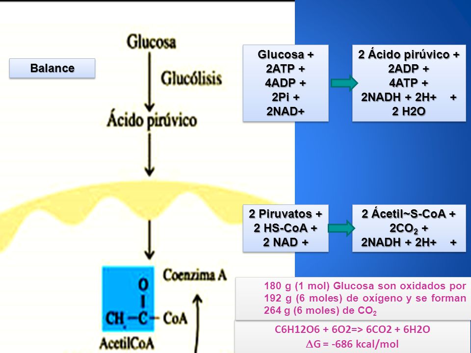 C6H12O6 + 6O2=> 6CO2 + 6H2O G = -686 kcal/mol