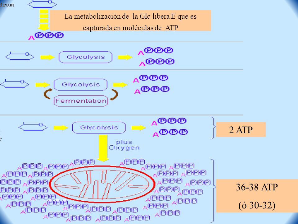 La metabolización de la Glc libera E que es capturada en moléculas de ATP