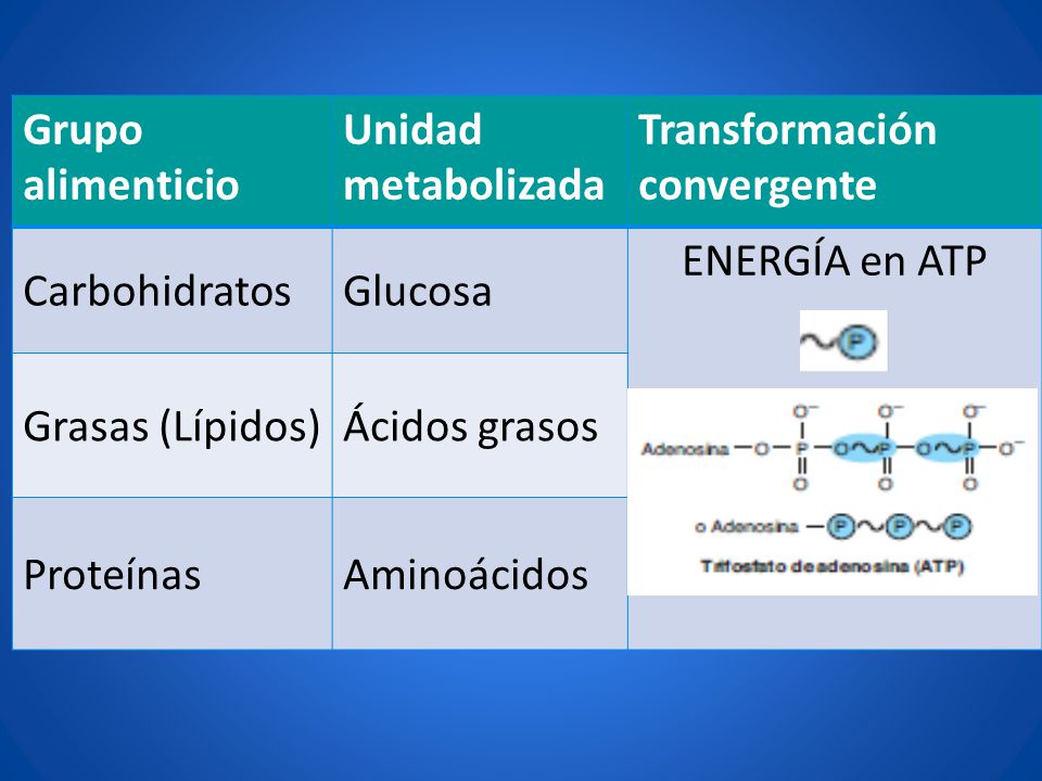 Grupo alimenticio Unidad metabolizada. Transformación convergente. Carbohidratos. Glucosa. ENERGÍA en ATP.