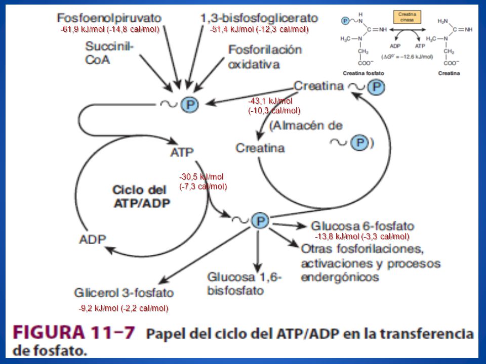 -61,9 kJ/mol (-14,8 cal/mol) -51,4 kJ/mol (-12,3 cal/mol) -43,1 kJ/mol. (-10,3 cal/mol) -30,5 kJ/mol.