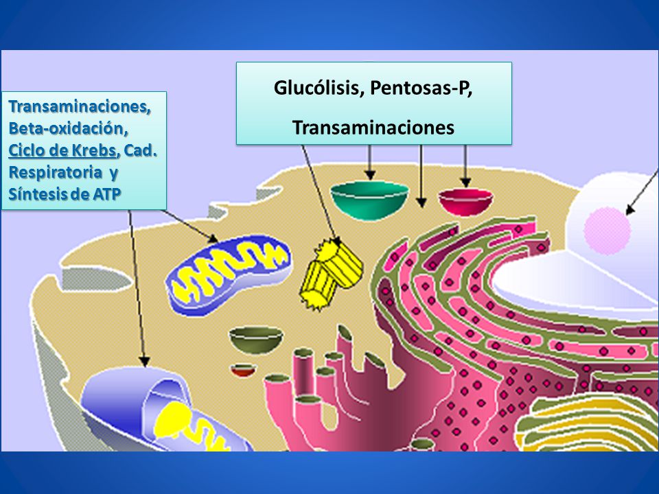 Glucólisis, Pentosas-P, Transaminaciones