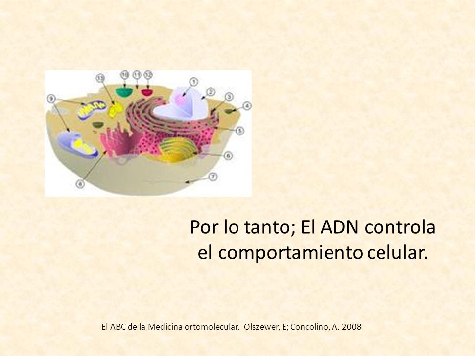 Por lo tanto; El ADN controla el comportamiento celular.