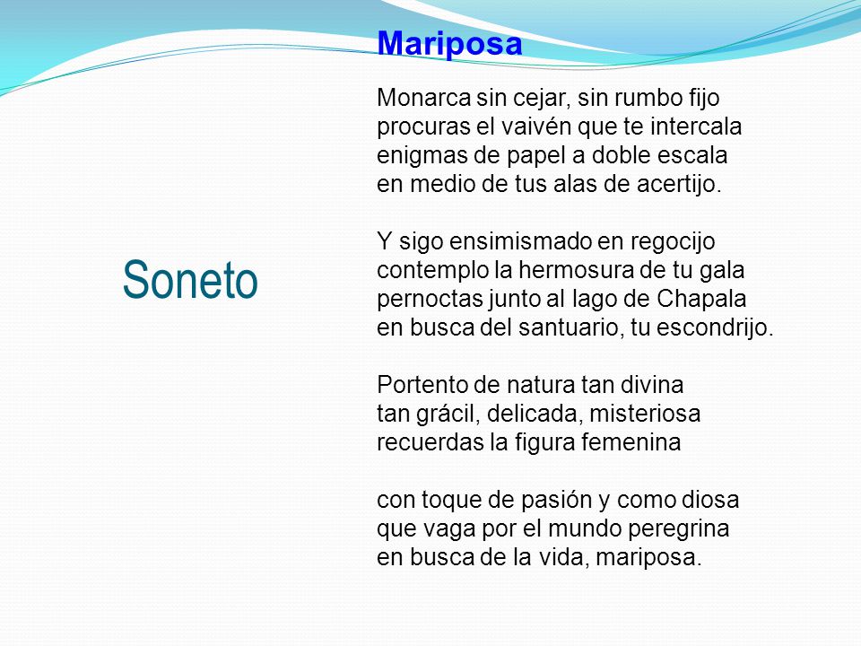 Mariposa Monarca sin cejar, sin rumbo fijo procuras el vaivén que te intercala enigmas de papel a doble escala en medio de tus alas de acertijo. Y sigo ensimismado en regocijo contemplo la hermosura de tu gala pernoctas junto al lago de Chapala en busca del santuario, tu escondrijo. Portento de natura tan divina tan grácil, delicada, misteriosa recuerdas la figura femenina con toque de pasión y como diosa que vaga por el mundo peregrina en busca de la vida, mariposa.
