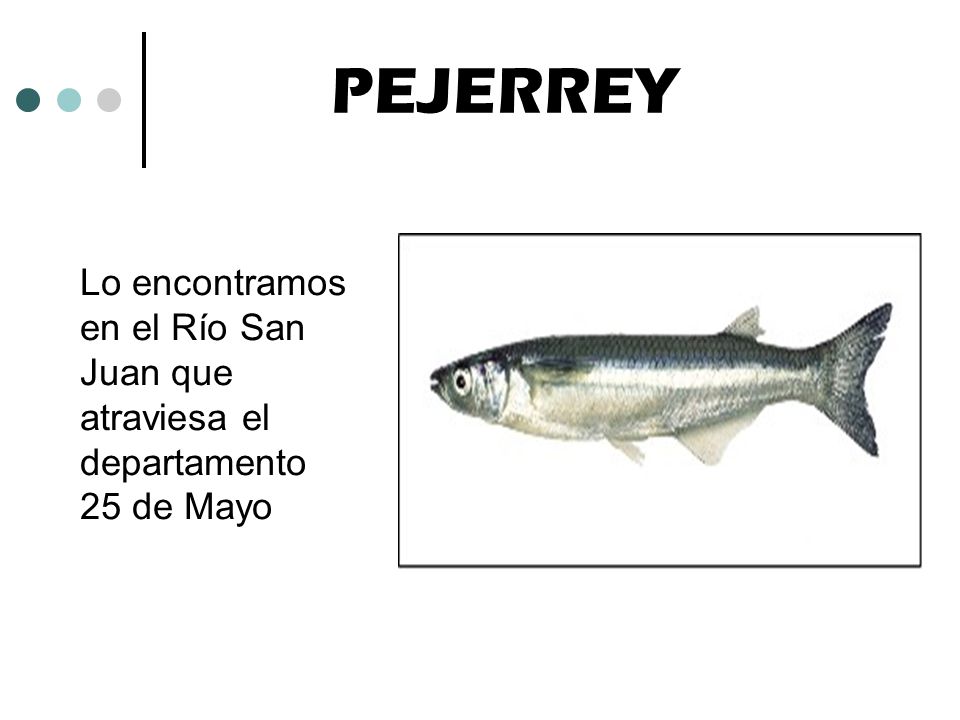PEJERREY Lo encontramos en el Río San Juan que atraviesa el departamento 25 de Mayo