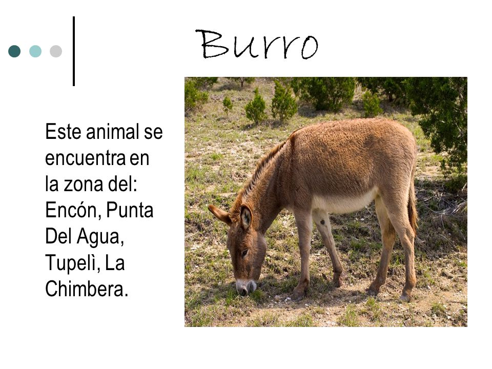 Burro Este animal se encuentra en la zona del: Encón, Punta Del Agua, Tupelì, La Chimbera.