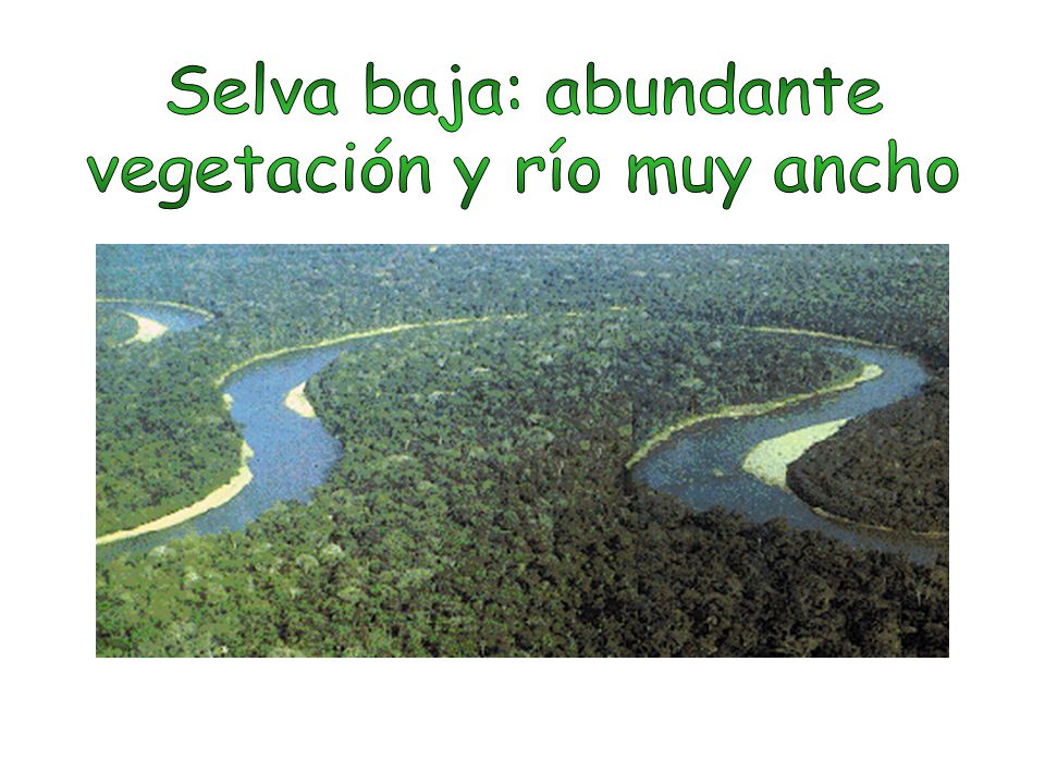 vegetación y río muy ancho