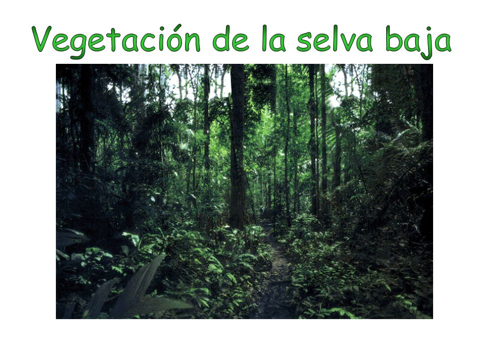 Vegetación de la selva baja