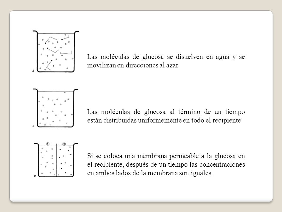Las moléculas de glucosa se disuelven en agua y se movilizan en direcciones al azar