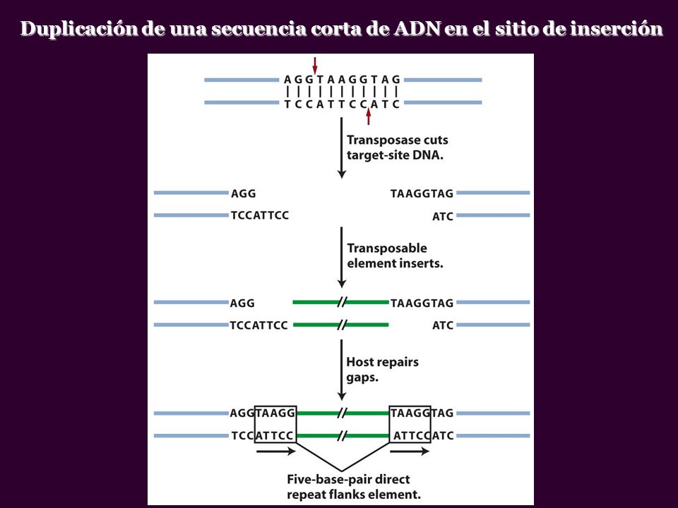 Duplicación de una secuencia corta de ADN en el sitio de inserción