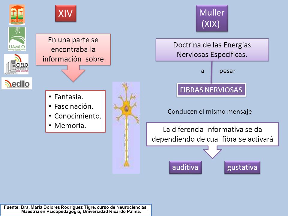 XIV Muller (XIX) En una parte se encontraba la información sobre