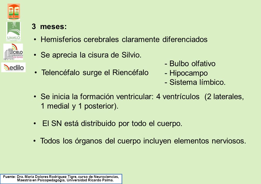 3 meses: Hemisferios cerebrales claramente diferenciados. Se aprecia la cisura de Silvio. Bulbo olfativo.