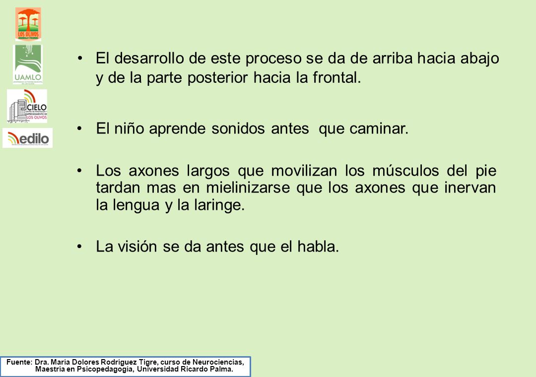 El desarrollo de este proceso se da de arriba hacia abajo y de la parte posterior hacia la frontal.