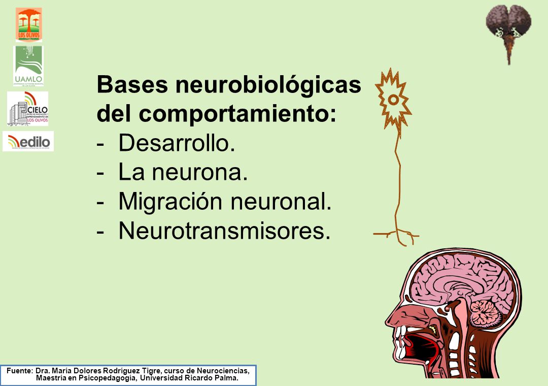 Bases neurobiológicas del comportamiento: - Desarrollo. - La neurona