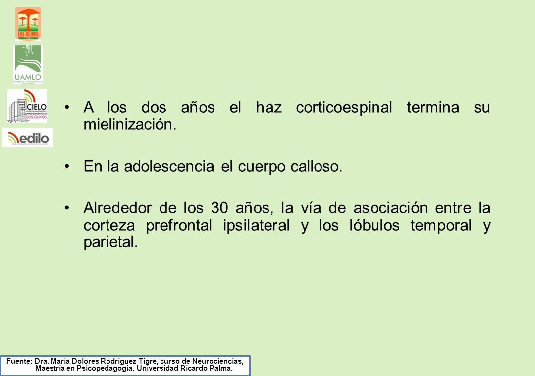 A los dos años el haz corticoespinal termina su mielinización.