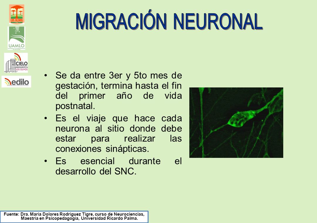 MIGRACIÓN NEURONAL Se da entre 3er y 5to mes de gestación, termina hasta el fin del primer año de vida postnatal.