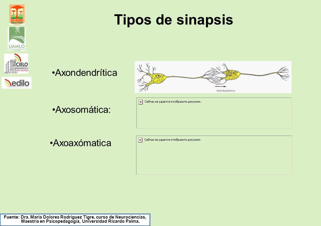 Tipos de sinapsis Axondendrítica Axosomática: Axoaxómatica