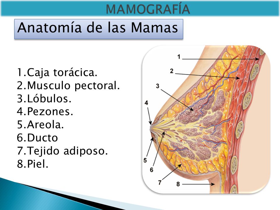 Anatomía de las Mamas MAMOGRAFÍA Caja torácica. Musculo pectoral.