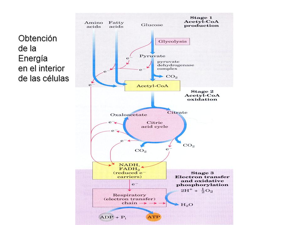 Obtención de la Energía en el interior de las células