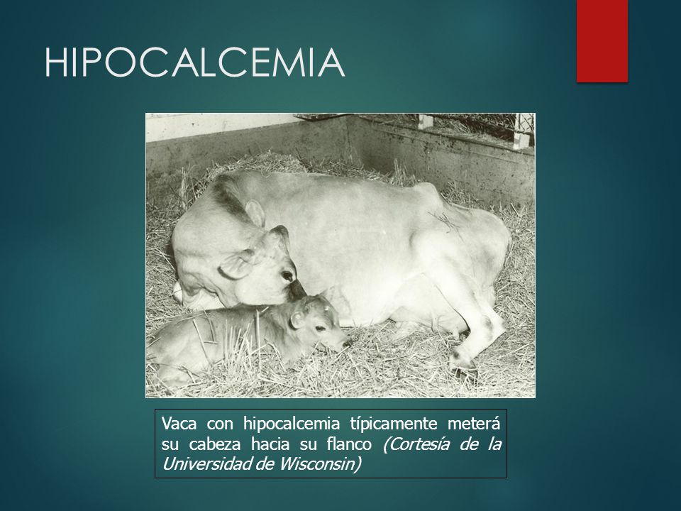 HIPOCALCEMIA Vaca con hipocalcemia típicamente meterá su cabeza hacia su flanco (Cortesía de la Universidad de Wisconsin)