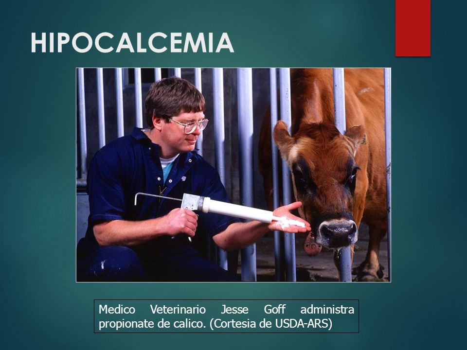 HIPOCALCEMIA Medico Veterinario Jesse Goff administra propionate de calico. (Cortesia de USDA-ARS)
