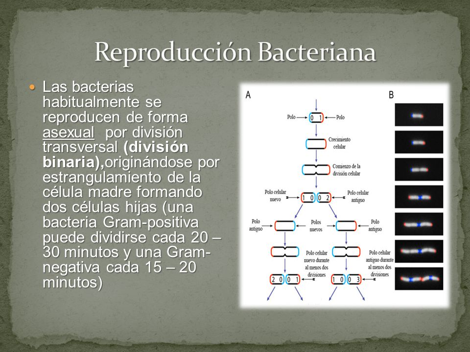 Reproducción Bacteriana