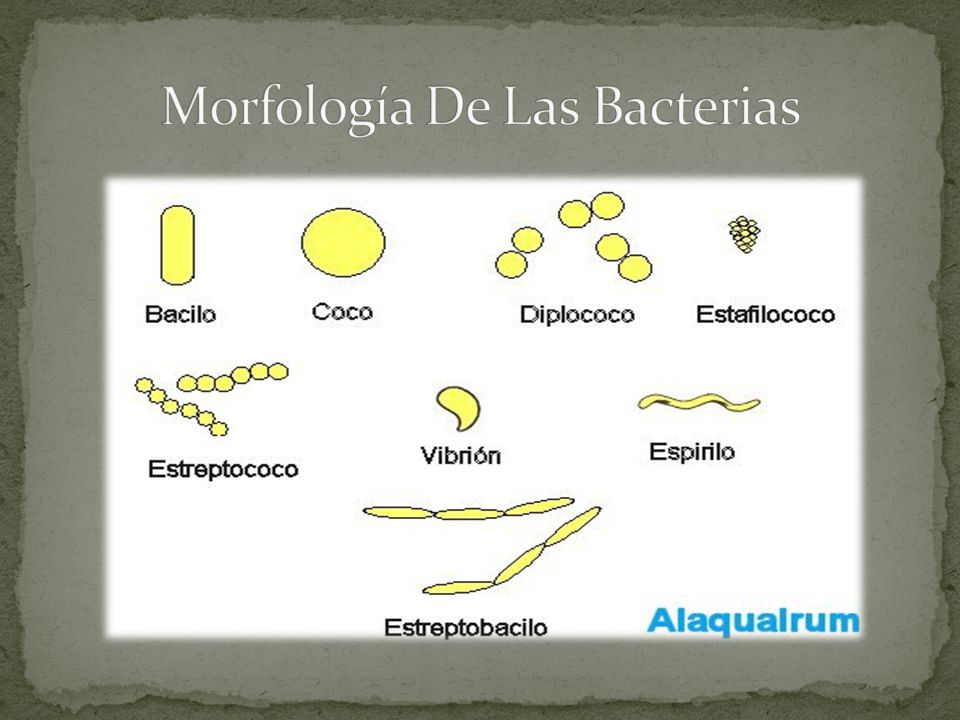 Morfología De Las Bacterias