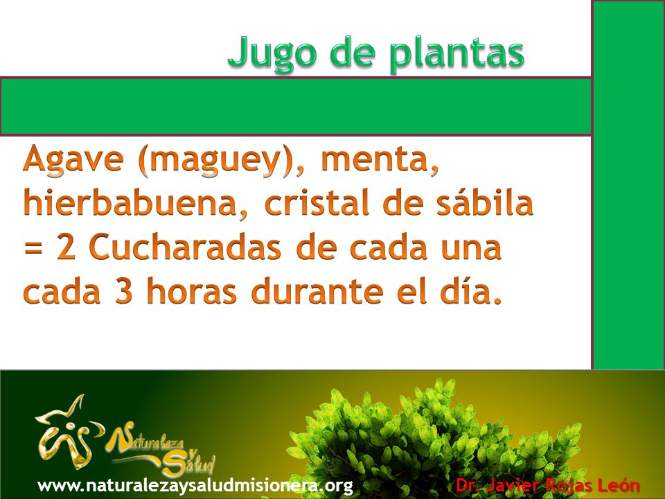 Jugo de plantas Agave (maguey), menta, hierbabuena, cristal de sábila = 2 Cucharadas de cada una cada 3 horas durante el día.