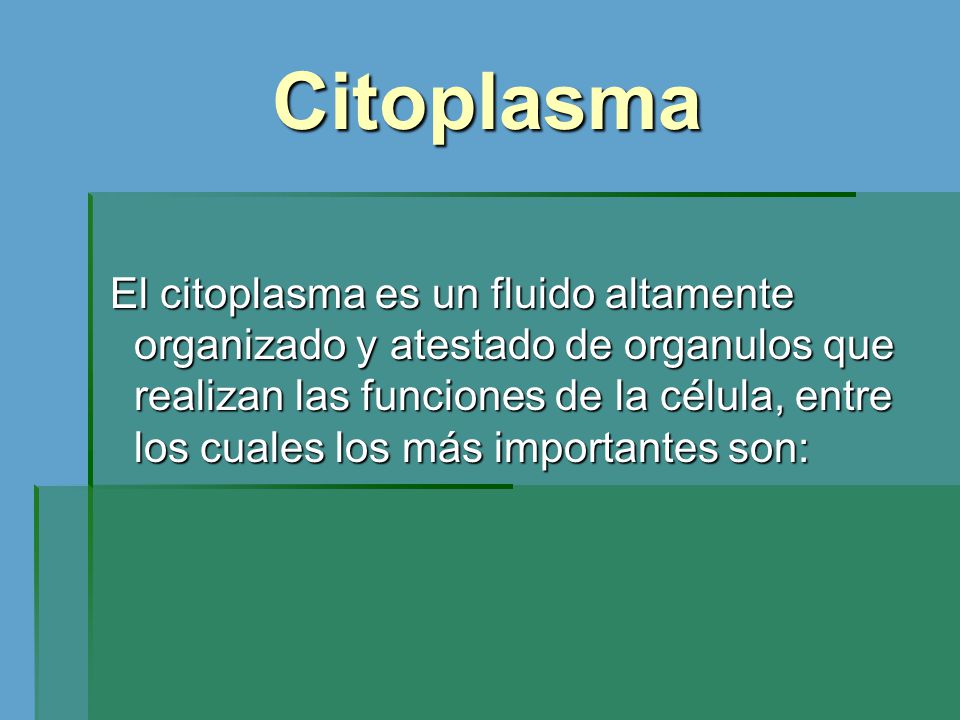 Citoplasma