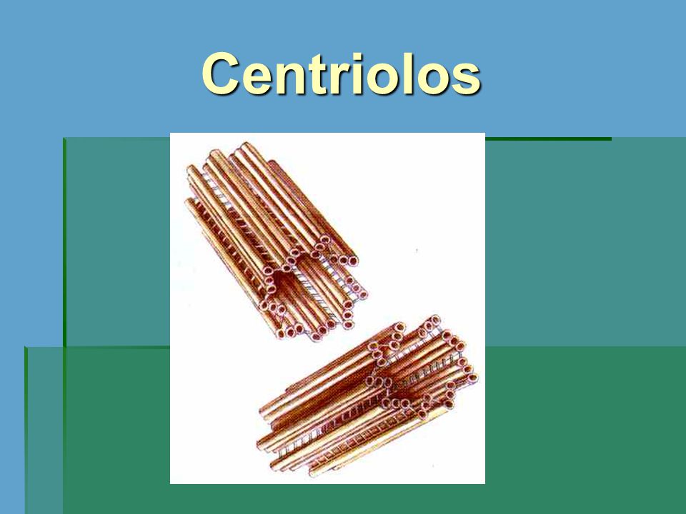 Centriolos
