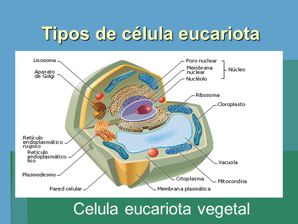Tipos de célula eucariota