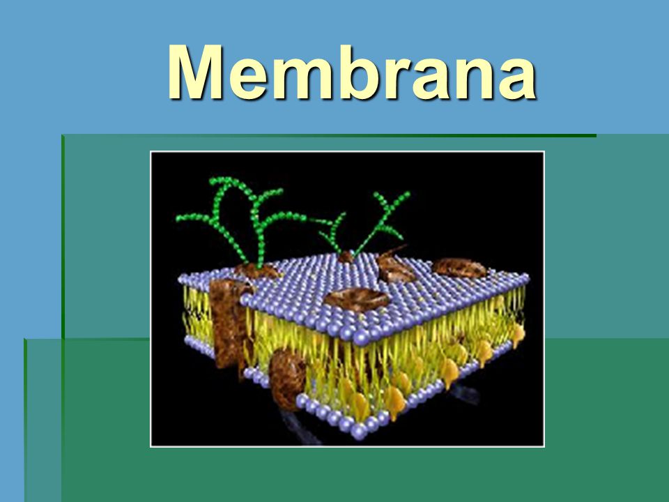 Membrana