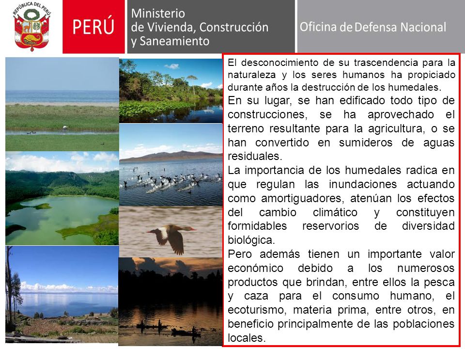 El desconocimiento de su trascendencia para la naturaleza y los seres humanos ha propiciado durante años la destrucción de los humedales.