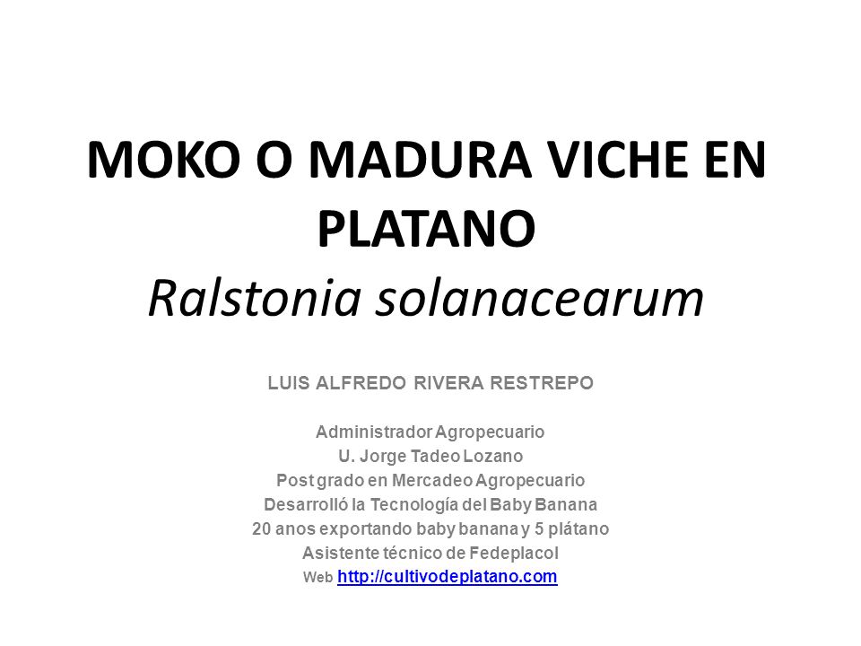 MOKO O MADURA VICHE EN PLATANO Ralstonia solanacearum