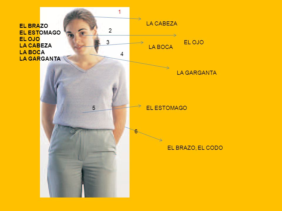 1 LA CABEZA. EL BRAZO. EL ESTOMAGO. EL OJO. LA CABEZA. LA BOCA. LA GARGANTA EL OJO.