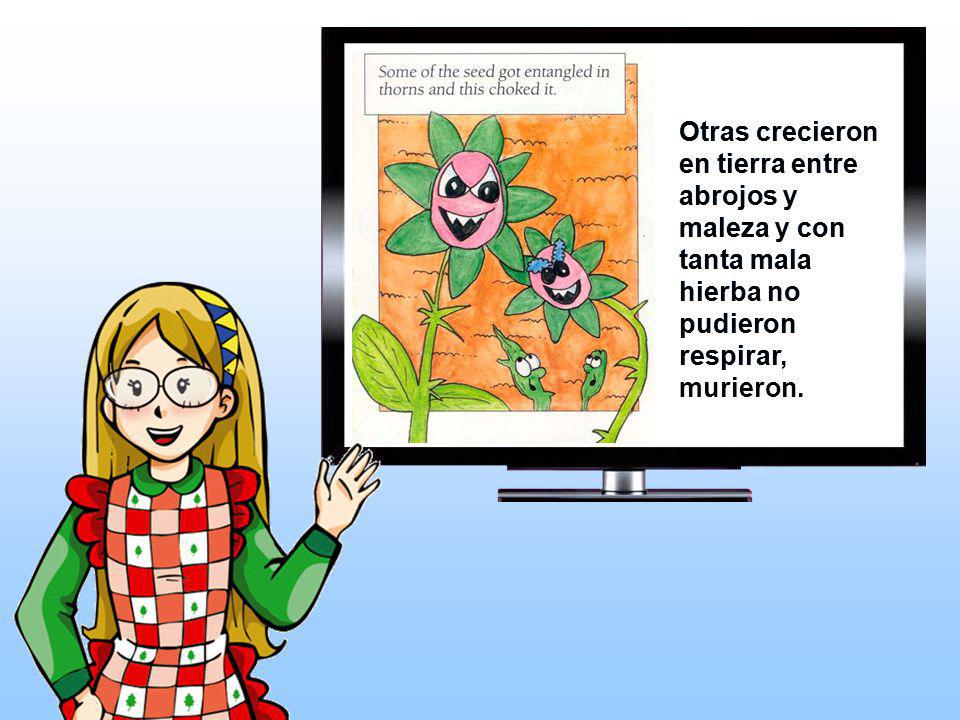 Otras crecieron en tierra entre abrojos y maleza y con tanta mala hierba no pudieron respirar, murieron.