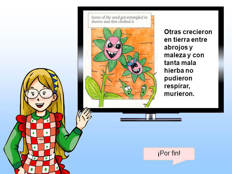 Otras crecieron en tierra entre abrojos y maleza y con tanta mala hierba no pudieron respirar, murieron.
