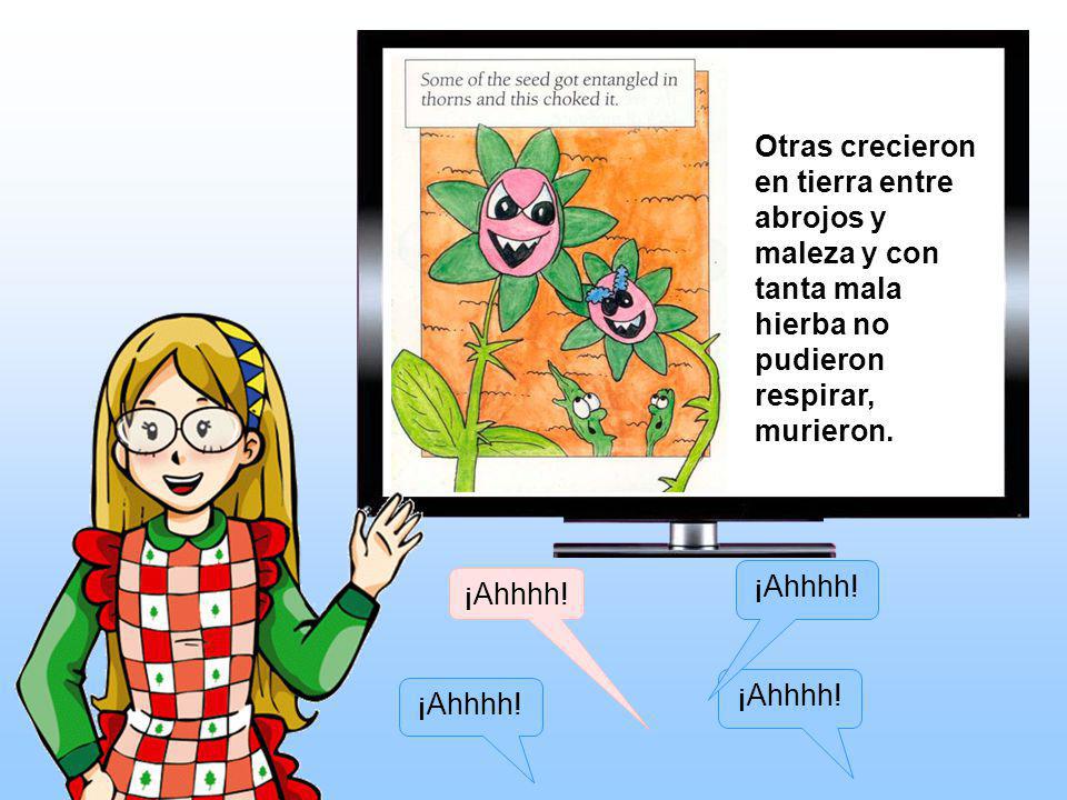 Otras crecieron en tierra entre abrojos y maleza y con tanta mala hierba no pudieron respirar, murieron.