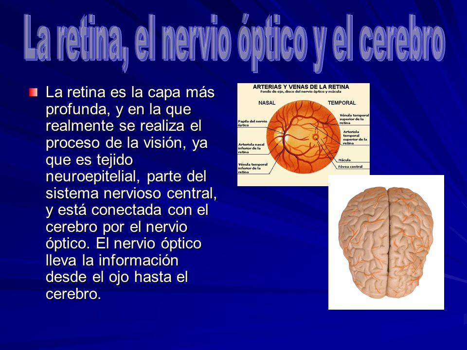 La retina, el nervio óptico y el cerebro