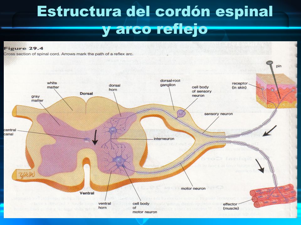 Estructura del cordón espinal y arco reflejo
