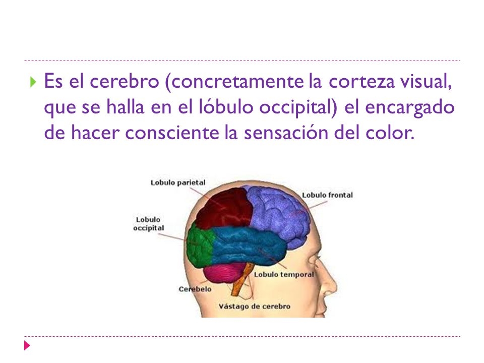 Es el cerebro (concretamente la corteza visual, que se halla en el lóbulo occipital) el encargado de hacer consciente la sensación del color.