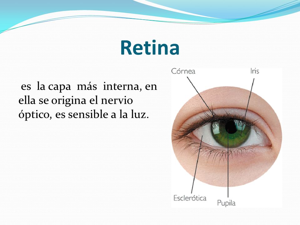 Retina es la capa más interna, en ella se origina el nervio óptico, es sensible a la luz.