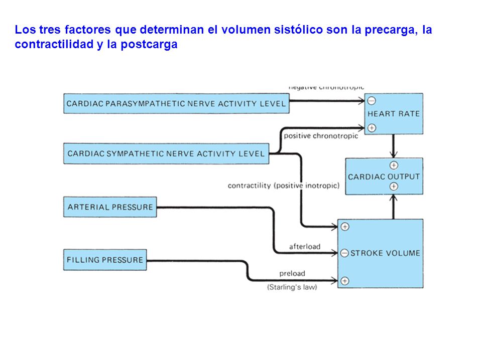 Los tres factores que determinan el volumen sistólico son la precarga, la contractilidad y la postcarga
