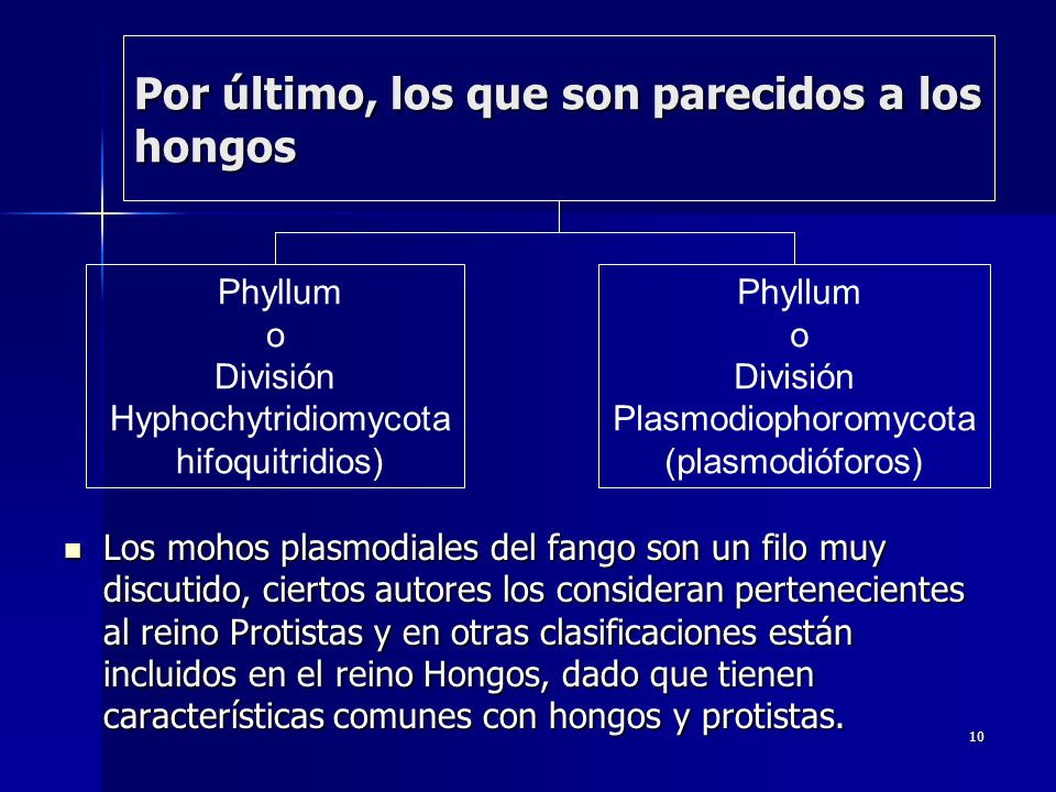 Por último, los que son parecidos a los hongos