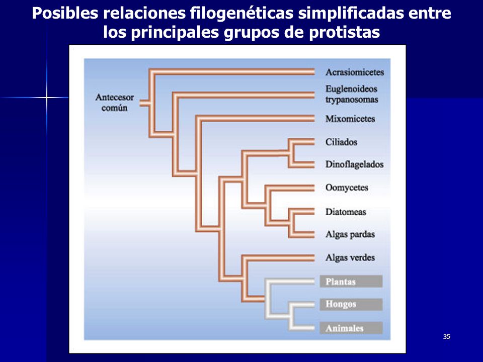 Posibles relaciones filogenéticas simplificadas entre los principales grupos de protistas