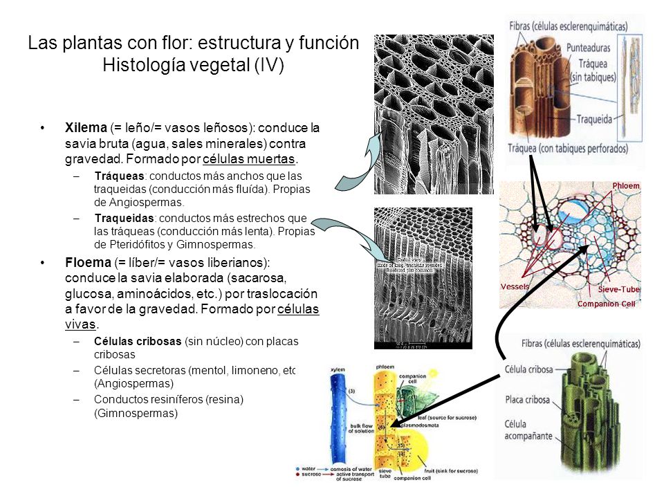 Las plantas con flor: estructura y función Histología vegetal (IV)